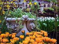  В преддверии 8 марта в Твери будет организована продажа цветов